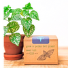 Grow a Polka Dot Plant Seed Kit