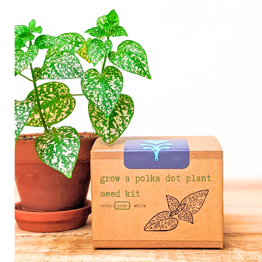 Grow a Polka Dot Plant Seed Kit