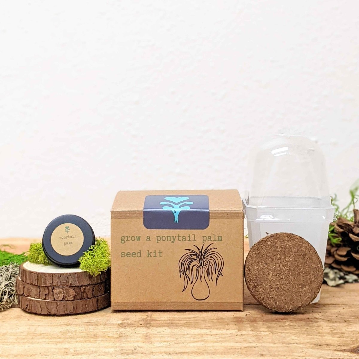 Grow a Ponytail Palm Seed Kit – photo 4