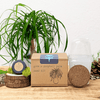 Grow a Ponytail Palm Seed Kit
