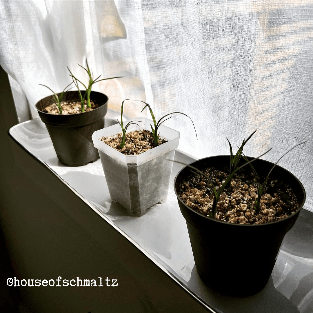Grow a Ponytail Palm Seed Kit – photo 5