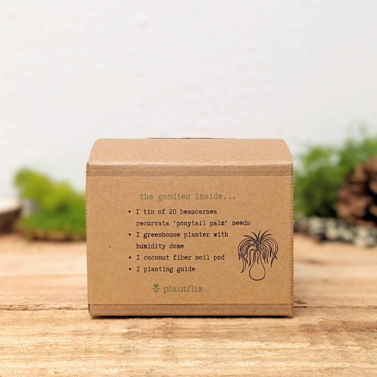 Grow a Ponytail Palm Seed Kit – photo 2
