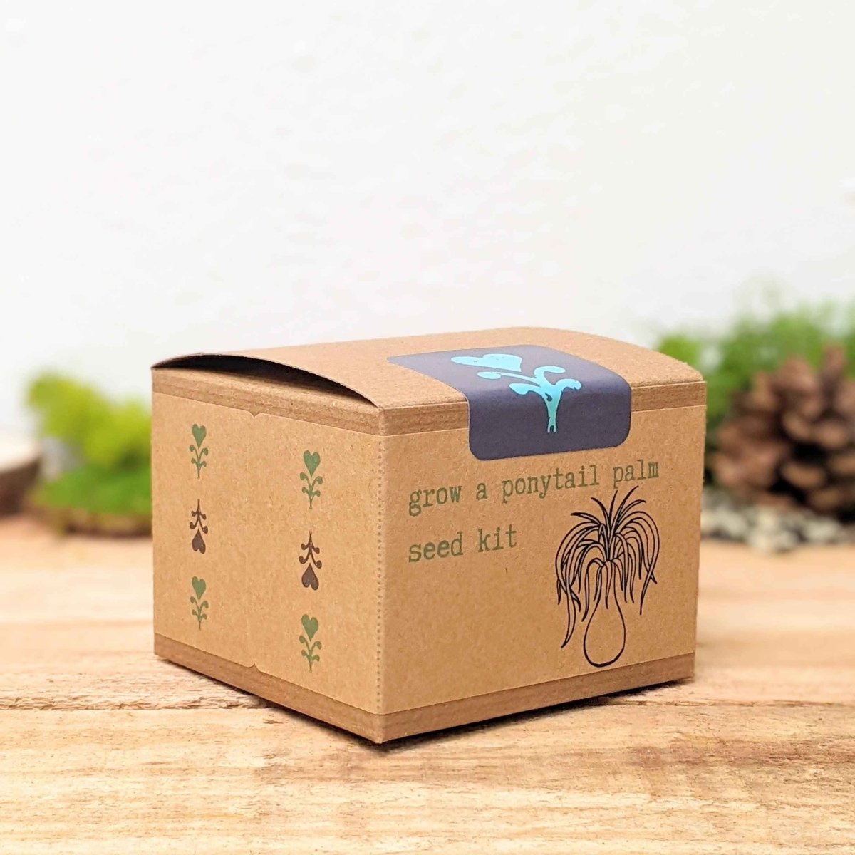Grow a Ponytail Palm Seed Kit – photo 3