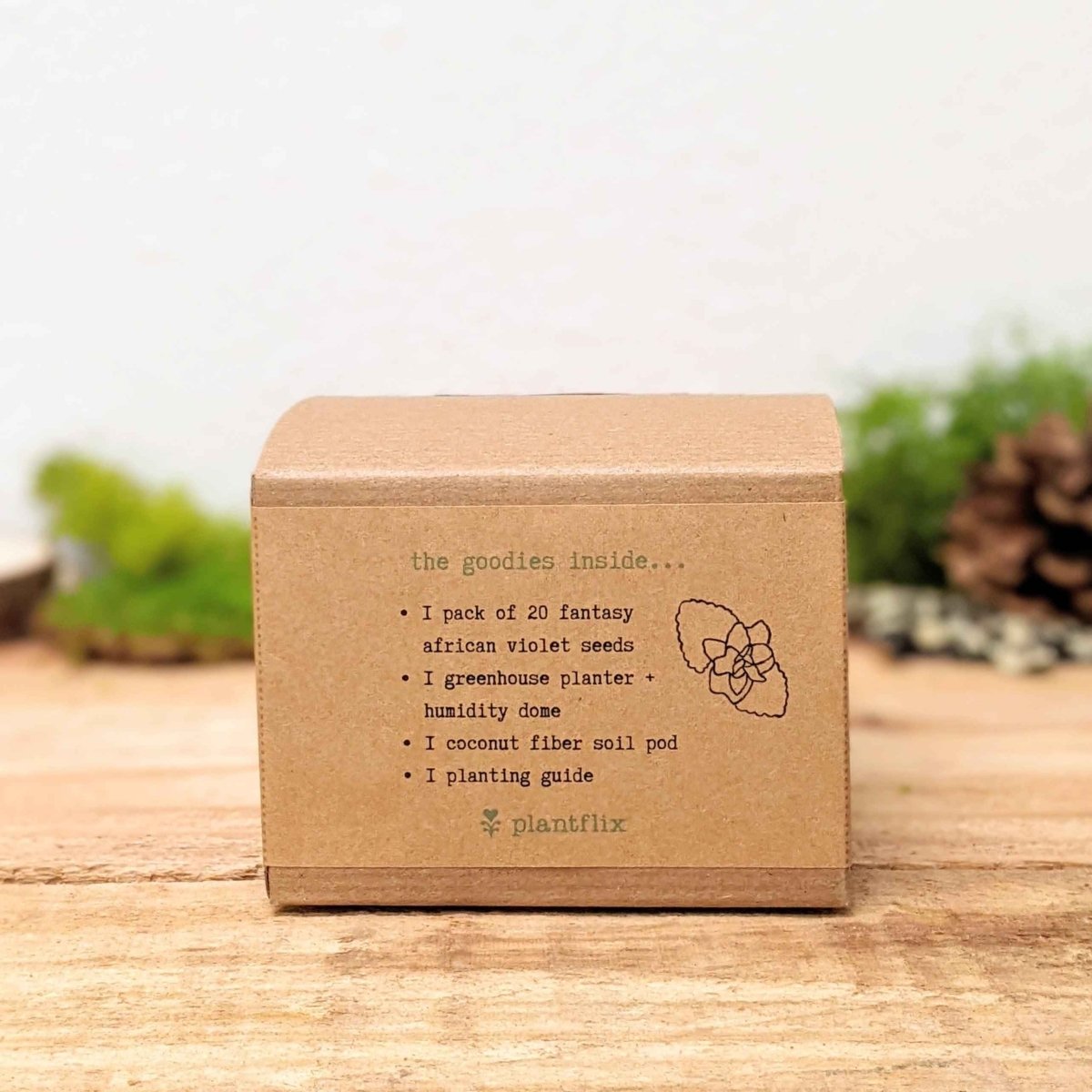 Grow an African Violet Seed Kit – photo 4