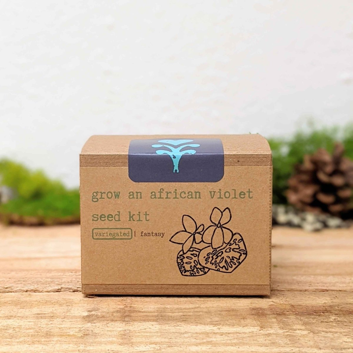 Grow an African Violet Seed Kit – photo 11