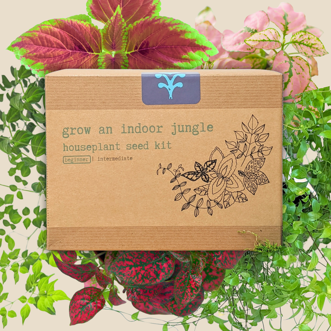 "Grow an Indoor Jungle" Houseplant Seed Kit – photo 3