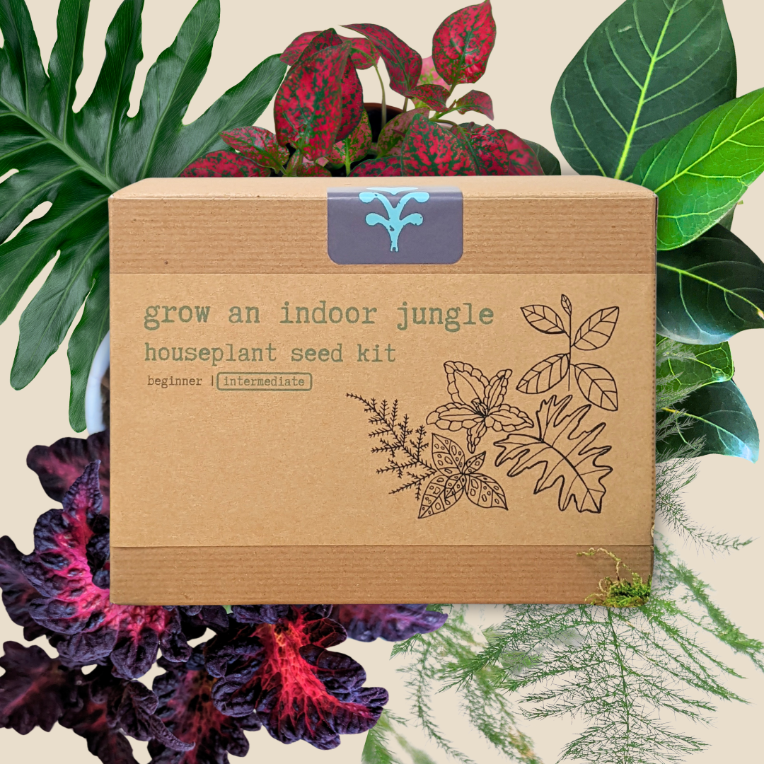 "Grow an Indoor Jungle" Houseplant Seed Kit – photo 6