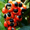 Guarana (Paullinia cupana)