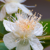 Guava, Wild Florida (Psidium guajava)