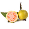 Guava, Wild Florida (Psidium guajava)