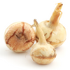 Guinea Arrowroot (Calathea allouia)