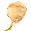 Guinea Arrowroot (Calathea allouia)