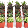 Assorted Mini Aloe & Haworthia Collection