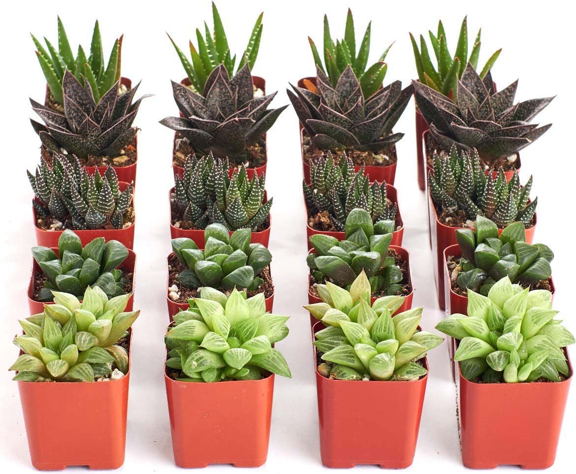 Assorted Mini Aloe & Haworthia Collection