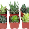 Assorted Mini Aloe & Haworthia Collection