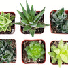 Assorted Mini Aloe & Haworthia Collection