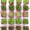 Assorted Mini Aloe & Haworthia Collection
