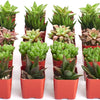 Assorted Mini Aloe & Haworthia Collection