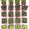 Assorted Mini Aloe & Haworthia Collection