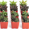 Assorted Mini Aloe & Haworthia Collection