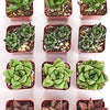 Assorted Mini Aloe & Haworthia Collection