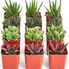 Assorted Mini Aloe & Haworthia Collection