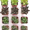Assorted Mini Aloe & Haworthia Collection