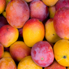 Mango 'Haden' (Mangifera indica)