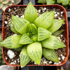 Haworthia Star Window