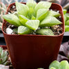 Haworthia Star Window