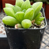 Haworthia Turgida