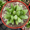 Haworthia Turgida