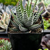 Haworthia Zebra/ Best Beginner Succulent