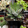 Haworthia Zebra/ Best Beginner Succulent