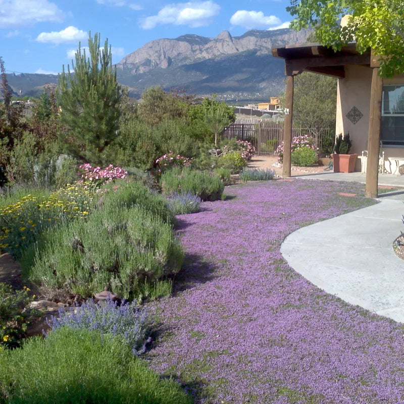 Thyme for a Change – Red Creeping Thyme Seed – photo 7