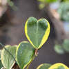 Hoya 'Sweetheart Variegated'