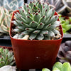 Hens and Chicks
