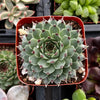 Hens and Chicks