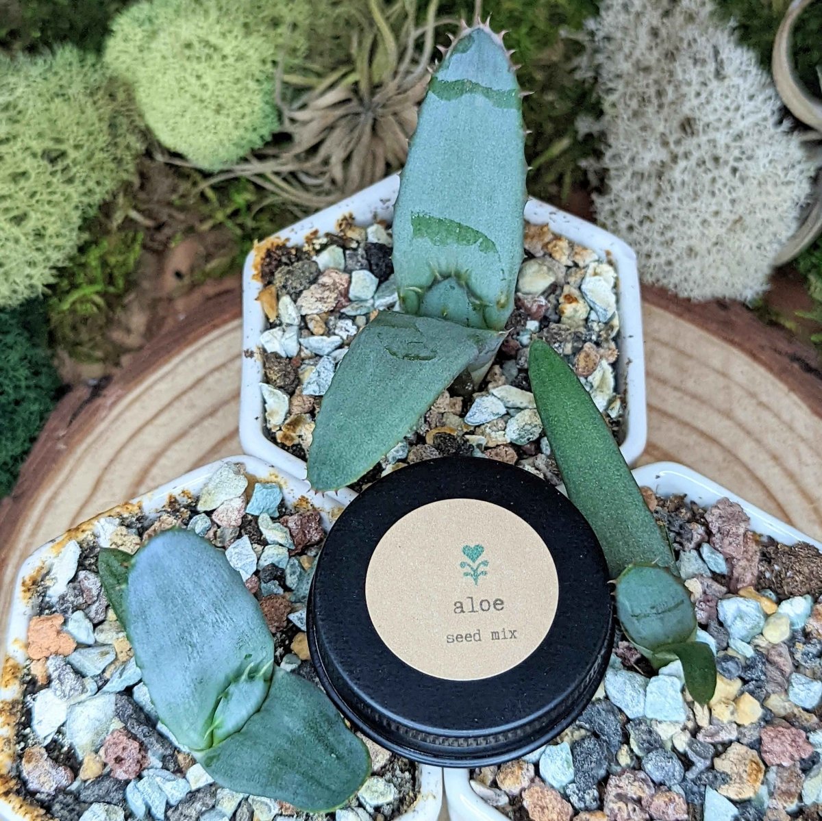 "Houseplant Adventurer" Houseplant Seed Collection – photo 6