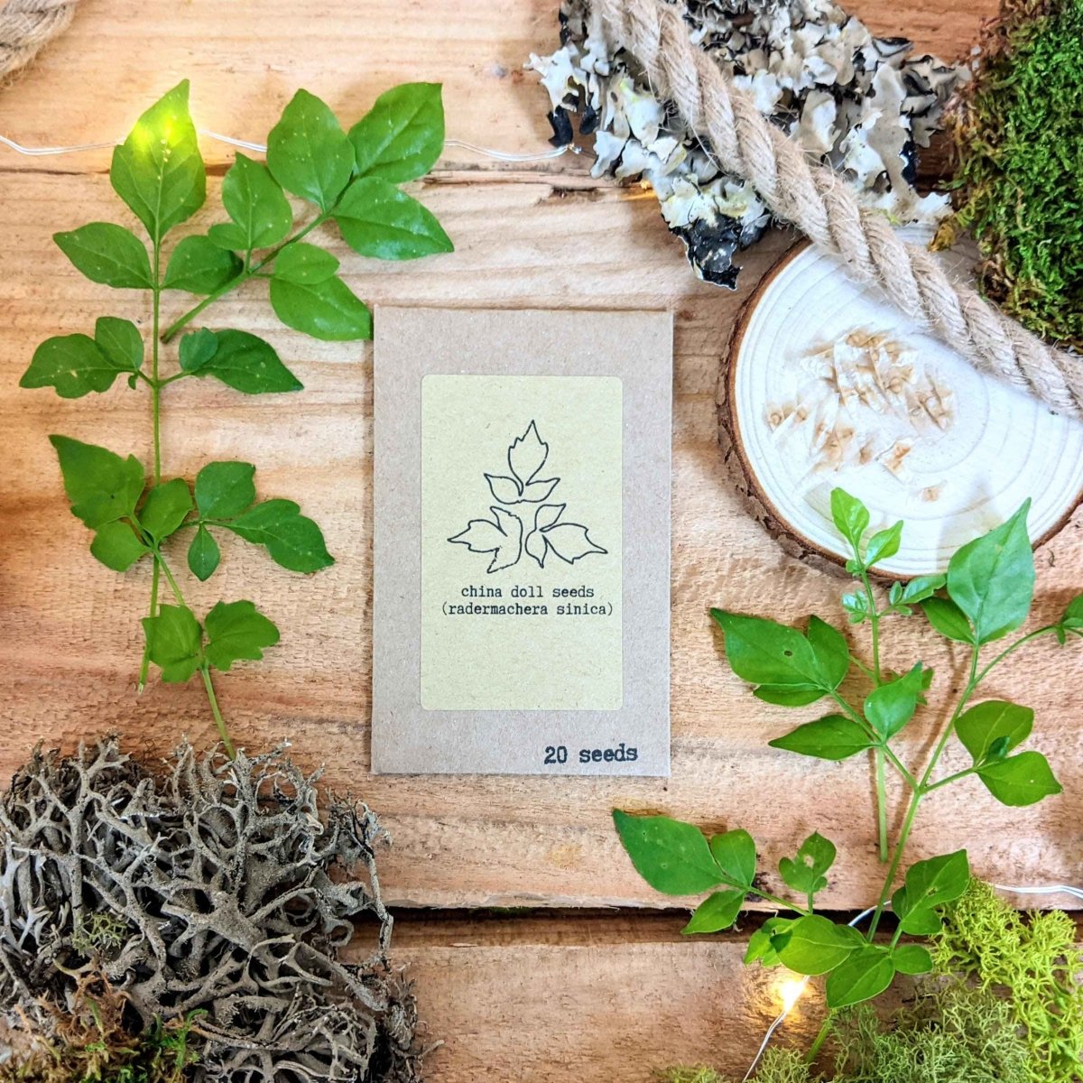 "Houseplant Adventurer" Houseplant Seed Collection – photo 5