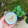 "Houseplant Buff" Houseplant Seed Collection – photo 4