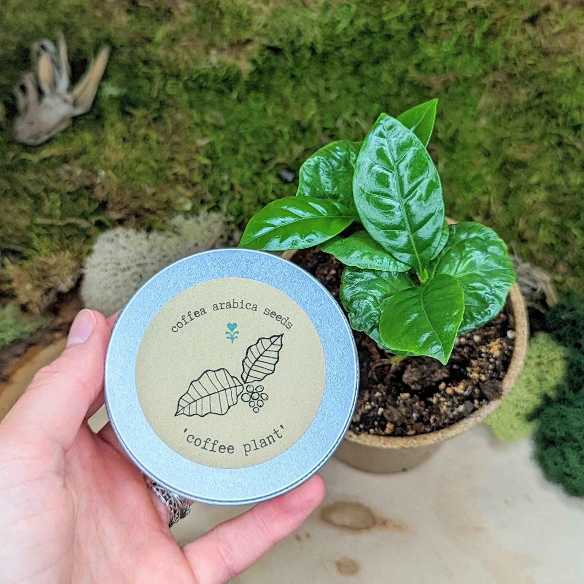 "Houseplant Buff" Houseplant Seed Collection – photo 4