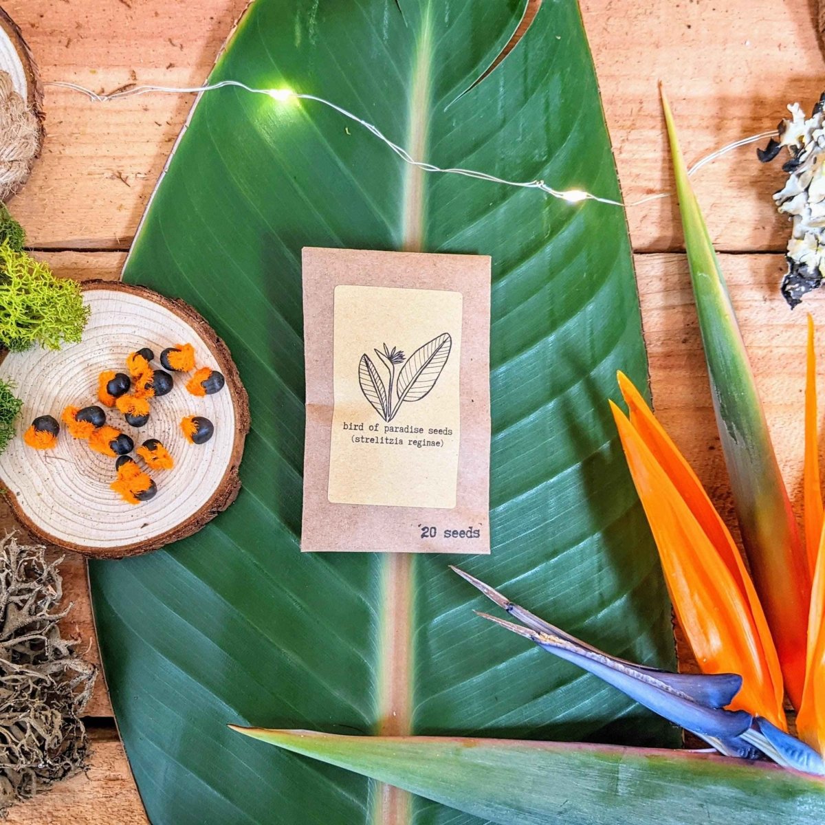 "Houseplant Buff" Houseplant Seed Collection – photo 6