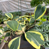 Hoya 'Sweetheart Variegated'