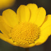 250 YELLOW DAISY Chrysanthemum Multicaule Mini Marguerite Flower Seeds