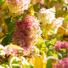Limelight Hydrangea Tree