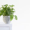 Monstera Adansonii