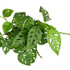 Monstera Adansonii