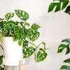 Monstera Adansonii