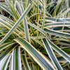Carex Feather Falls™